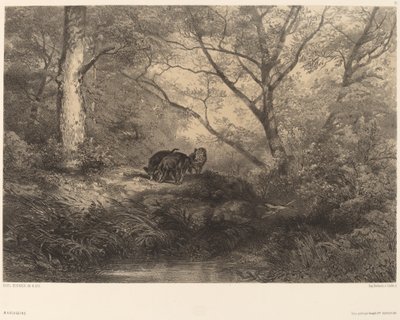Marcassinit tekijältä Karl Bodmer