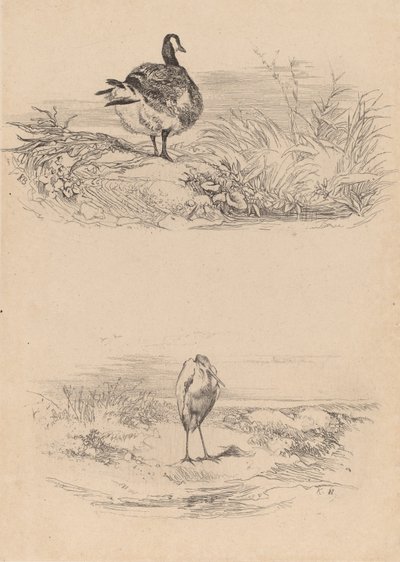 Voi, Heron. tekijältä Karl Bodmer
