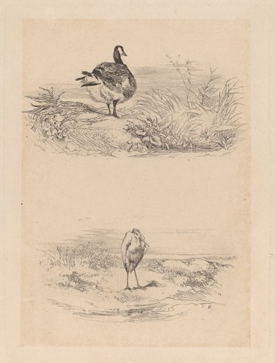Voi, Heron tekijältä Karl Bodmer