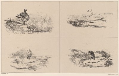 Hanhet, joutsenet, haikarat. tekijältä Karl Bodmer