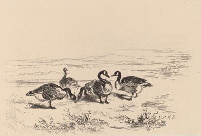 Valkoinen hanhet. tekijältä Karl Bodmer