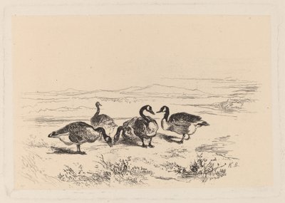 valkoherkkuhanhet tekijältä Karl Bodmer