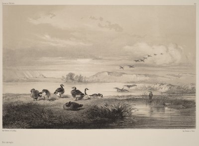 Villihanhet tekijältä Karl Bodmer