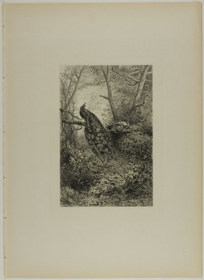 Riikinkukot oksalla tekijältä Karl Bodmer