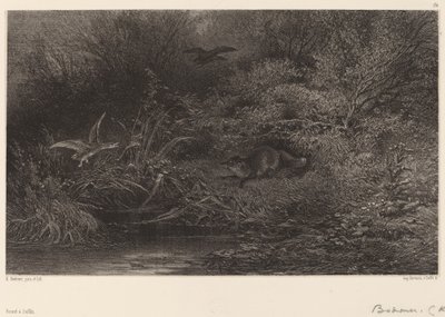 Kettu vaanimassa. tekijältä Karl Bodmer