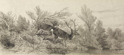 Saksanhirvi metsässä tekijältä Karl Bodmer