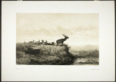 Aamulla: Hirvet ja naaraat tekijältä Karl Bodmer