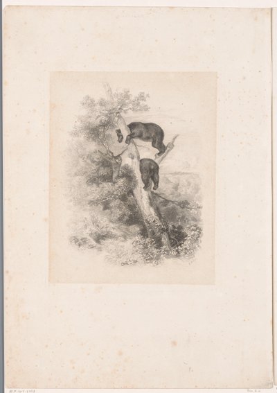 Kaksi karhua puussa Maisemat eläinten kanssa (sarjan nimi) tekijältä Karl Bodmer