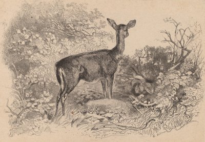 Kukko. tekijältä Karl Bodmer