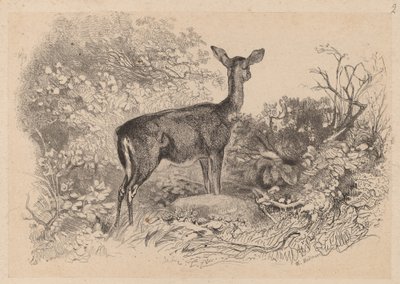 Kukko tekijältä Karl Bodmer