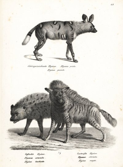 Afrikkalainen villikoira, Lycaon pictus, uhanalainen, pilkkuhyeena, Crocuta crocuta ja raidahyeena, Hyaena hyaena. Karl Joseph Brodtmannin litografia Heinrich Rudolf Schinzin kuvitetusta ihmisten ja eläinten luonnonhistoriasta tekijältä Karl Joseph Brodtmann