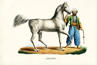 Arabihevonen, 1824 tekijältä Karl Joseph Brodtmann