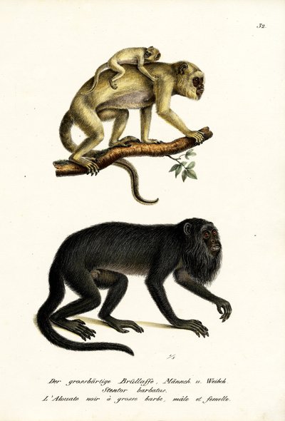 Mustat Howler-apinat, 1824 tekijältä Karl Joseph Brodtmann