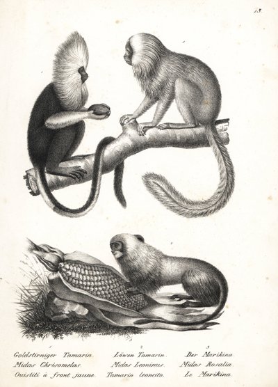 Buffy-head marmoset, Callithrix flaviceps (uhanalainen) 1 ja kultaleijona tamariini, Leontopithecus rosalia (uhanalainen) 2,3. Karl Joseph Brodtmannin litografia Heinrich Rudolf Schinzin kuvitetusta ihmisten ja eläinten luonnonhistoriasta tekijältä Karl Joseph Brodtmann