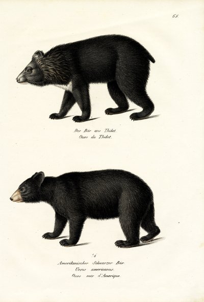 Himalajan musta karhu, 1824 tekijältä Karl Joseph Brodtmann