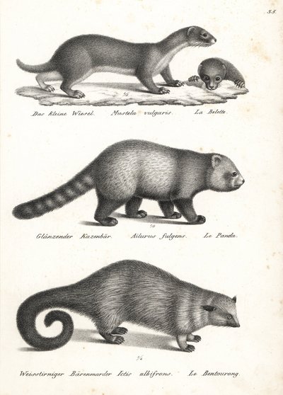 Pienin lumikko, Mustela nivalis 1, punainen panda, Ailurus fulgens 2, haavoittuvainen ja karhukukka, Arctictis binturong 3, haavoittuva. Karl Joseph Brodtmannin litografia Heinrich Rudolf Schinzin kuvitetusta ihmisten ja eläinten luonnonhistoriasta tekijältä Karl Joseph Brodtmann