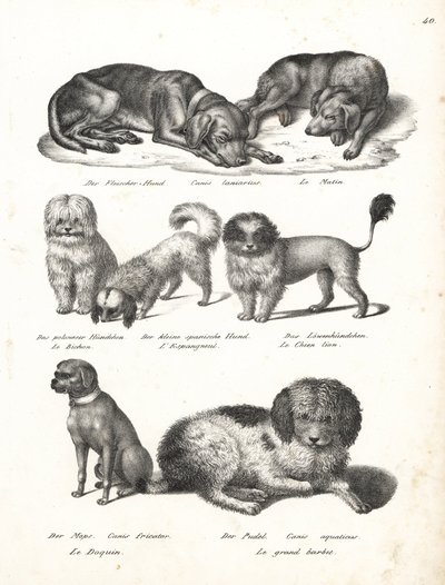 Lurcher tai matin koira, Canis laniarius, bichon, espanjakoira, chow chow, mopsikoira, Canis fricator ja villakoira tai vesimetsästyskoira, Canis aquaticus. Karl Joseph Brodtmannin litografia Heinrich Rudolf Schinzin kuvitetusta ihmisten ja eläimen luonnon tekijältä Karl Joseph Brodtmann