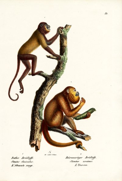 Red Howler Monkeys, 1824 tekijältä Karl Joseph Brodtmann