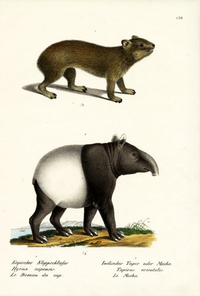 Rock Hyrax, 1824 tekijältä Karl Joseph Brodtmann