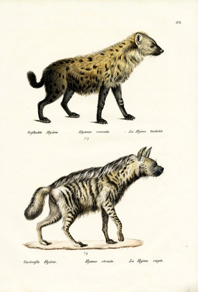 Täplikäs hyaena, 1824 tekijältä Karl Joseph Brodtmann