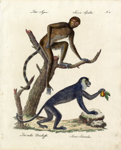  tekijältä Karl Joseph Brodtmann