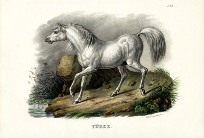 Turkin hevonen, 1824 tekijältä Karl Joseph Brodtmann