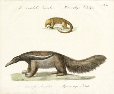 Kaksivarpunen ja jättiläismuurahaiskarhu (painettu) tekijältä Karl Joseph Brodtmann