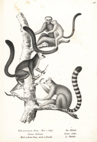 White-headed lemur, Eulemur albifrons, uros ja naaras, uhanalainen 1 ja rengashäntälemur, Lemur catta, uhanalainen 2. Karl Joseph Brodtmannin litografia Heinrich Rudolf Schinzin kuvitetusta ihmisten ja eläinten luonnonhistoriasta tekijältä Karl Joseph Brodtmann