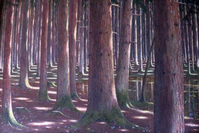 Kuusimetsä tekijältä Karl Lambrecht