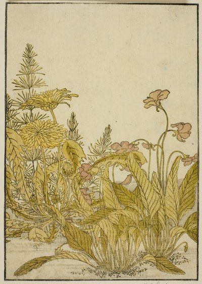 Kevään kukat: Violetteja ja voikukkia, kirjasta "Mirror of Beautiful Women of Pleasure Quarters (Seiro bijin awase sugata kagami)," voi. 1 tekijältä Katsukawa Shunsho