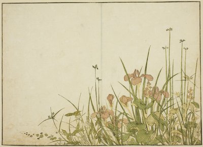 Kesäkukat: iirikset ja vesipannukka, kirjasta "Mirror of Beautiful Women of Pleasure Quarters (Seiro bijin awase sugata kagami)," voi. 1 tekijältä Katsukawa Shunsho