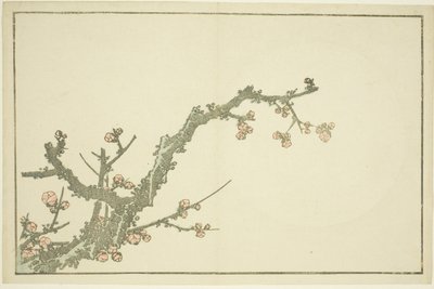 Kukkiva luumupuu, teoksesta Hokusain realististen maalausten kuvakirja (Hokusai shashin gafu), noin 1814 (värillinen puupiirros (albumiarkki)). tekijältä Katsushika Hokusai