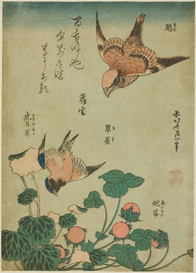 Härkäpäinen shrike ja Bluebird, saksifrage ja villimansikka (mozu, ruri, yukinoshita, hebi-ichigo), nimettömästä kukkien ja lintujen sarjasta tekijältä Katsushika Hokusai