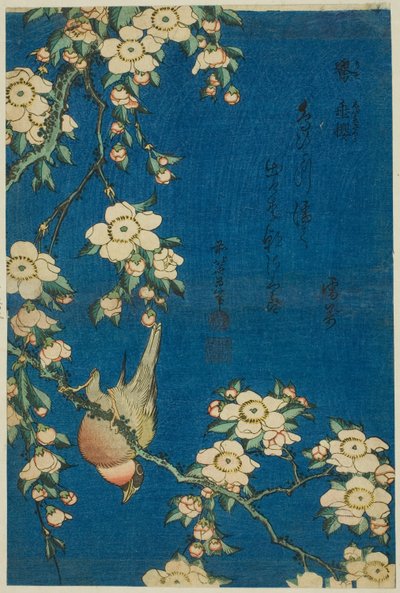 Härkälintu ja itkukirsikka (Uso, shidarezakura), nimetön sarja kukkia ja lintuja. tekijältä Katsushika Hokusai