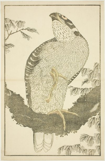 Hawk, The Picture Book of Realistic Paintings of Hokusai (Hokusai shashin gafu) tekijältä Katsushika Hokusai