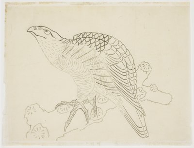 Hawk on a Branch (tutkimus) tekijältä Katsushika Hokusai