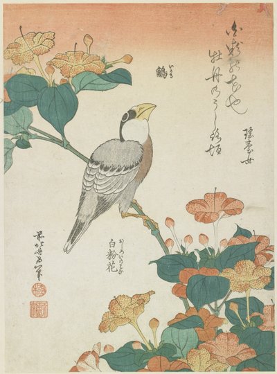 Japanilainen Grosbeak ja Four-o