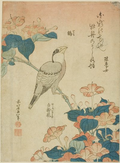 Japanilainen grosbeak ja Marvel of Peru (Ikaru, oshiroi no hana), nimettömästä kukkien ja lintujen sarjasta tekijältä Katsushika Hokusai
