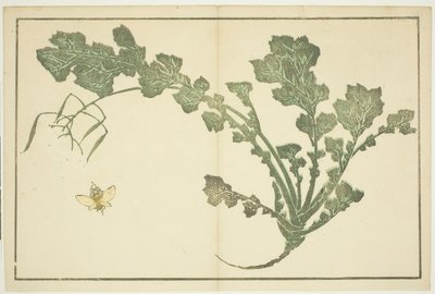 Ampiaisen ja nauris varsi, "The Picture Book of Realistic Paintings of Hokusai (Hokusai shashin gafu)" tekijältä Katsushika Hokusai