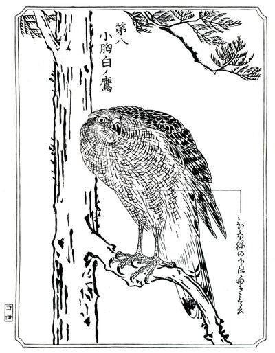 Haukka, 1898. tekijältä Kawanabe Kyosai