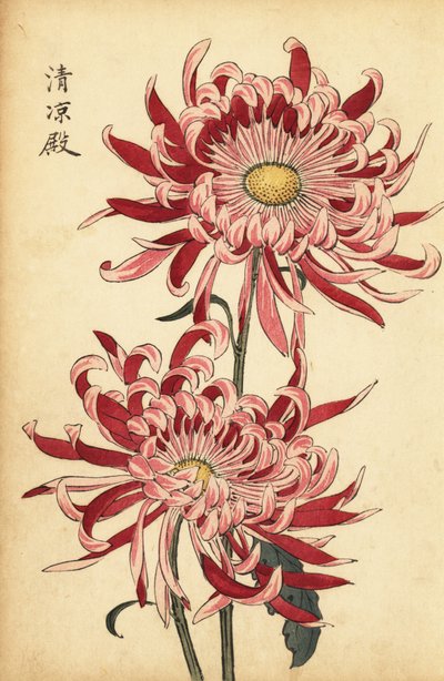 Hybridikirjava vaaleanpunainen ja helakanpunainen hämähäkkikrysanteemi., 1893 (kaiverrus) tekijältä Keika Hasegawa