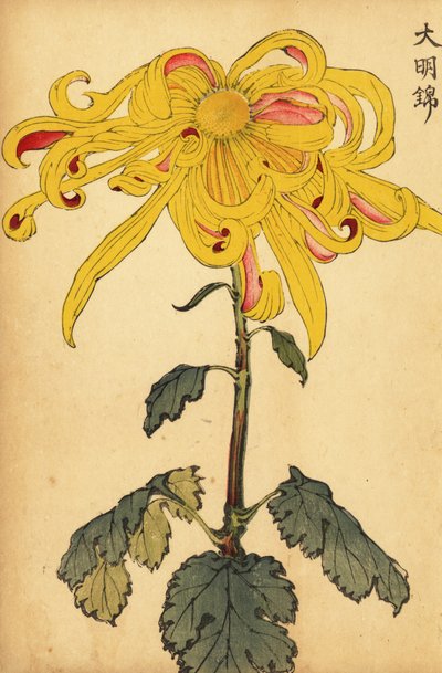 Hybridikeltainen epäsäännöllinen krysanteemi., 1893 (kaiverrus) tekijältä Keika Hasegawa