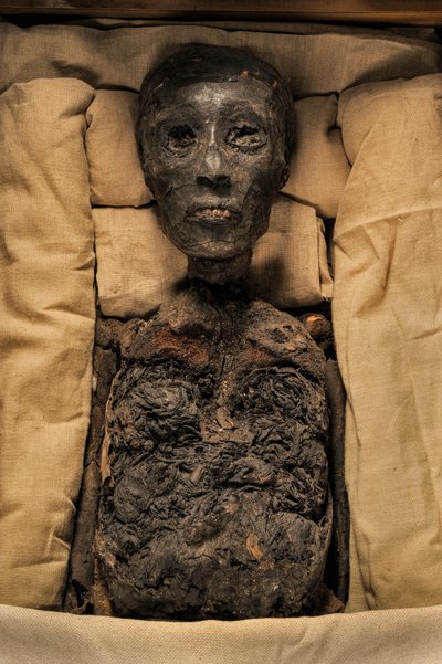 Kuningas Tut-kuninkaan muumio, mm7864; 18. dynastia; Uusi valtakunta; Egyptin museo; Kairo; Egy..., 2005 (kuva) tekijältä Kenneth Garrett