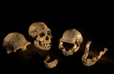 Kallot ja alaleuat Dmanisi, Dmanisi, Georgia Homo Erectus -löytöpaikalta, Georgia tekijältä Kenneth Garrett