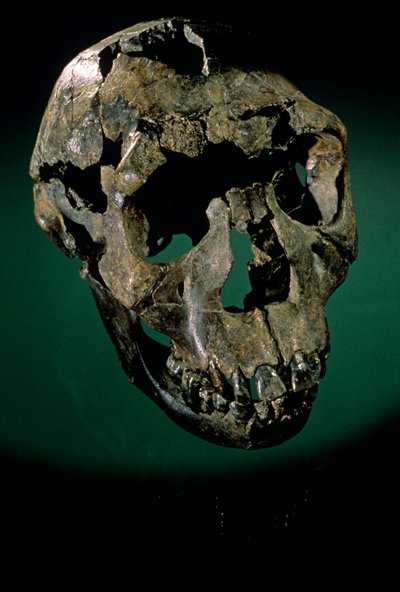Turkana Boy, Kenia, Länsi-Turkana, Turkana-järvi, KNMER-WT15000, H. erectus, Nariokotome..., 2008 (kuva) tekijältä Kenneth Garrett