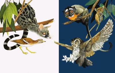 Peeps at Nature: Silmät, jotka näkevät pimeässä tekijältä Kenneth Lilly