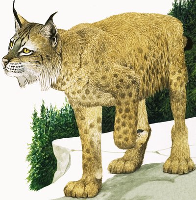 Lynx tekijältä Kenneth Lilly