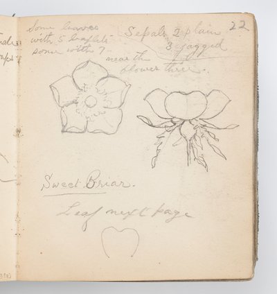 Luonnoskirjasivu: Sweet Briar tekijältä Kenyon Cox