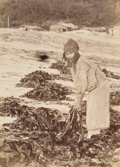 Ainu-nainen poimimassa merilevää, n. 1900 (albumin hopeaprintti) tekijältä Kenzô Tamoto