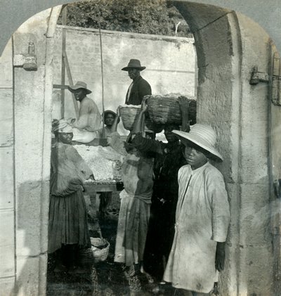 Cocoa Fresh from the Pods, Dominica, B.W.I., 1893. tekijältä Keystone View Company